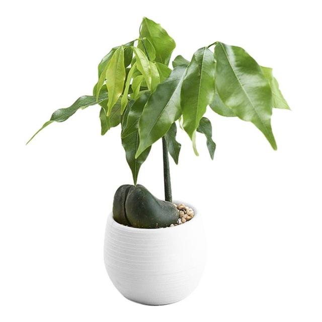 Colorful Cute Plant Flower Pot