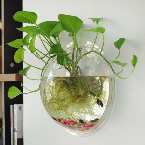 Wall Hanged Transparent Round Pot / Aquarium